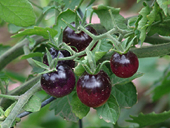 Indigo Blueberries